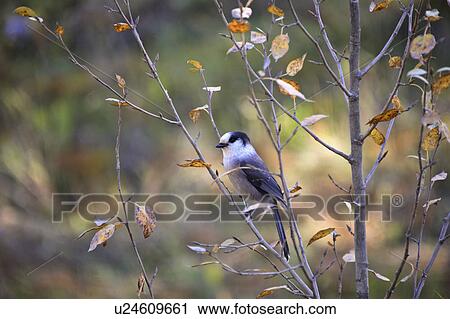 nature gray jay perched in bush camp robber jack View Large Photo Image Stock Image - nature gray jay perched in bush camp robber jack. Fotosearch