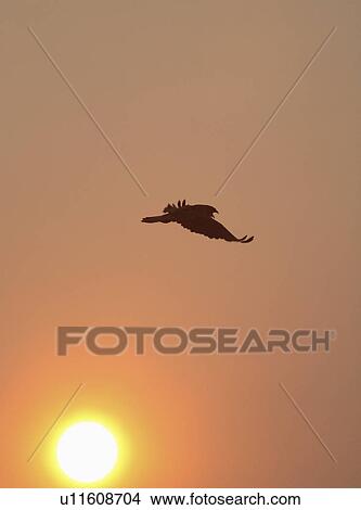 nature hawk taking flight in scenic swainsons View Large Photo Image Picture - nature hawk taking flight in scenic swainsons . Fotosearch