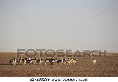 nature herd antelope prairie pronghorn antelopes View Large Photo Image Stock Photo - nature herd antelope prairie pronghorn antelopes . Fotosearch