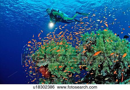 nature person school adult adventure animal blue View Large Photo Image Stock Photograph - nature person school adult adventure animal blue. Fotosearch