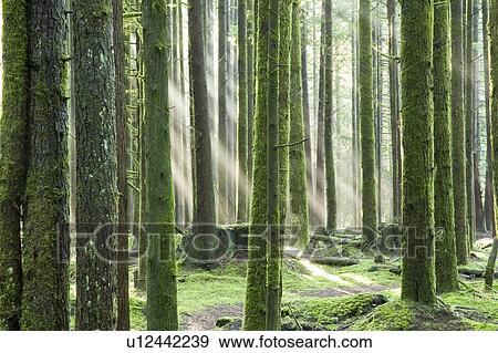 nature sun shinning through forest View Large Photo Image Stock Photo - nature sun shinning through forest . Fotosearch