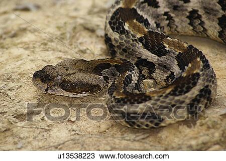 nature timber rattler crotalus horridus evil eve View Large Photo Image Stock Image - nature timber rattler crotalus horridus evil eve. Fotosearch