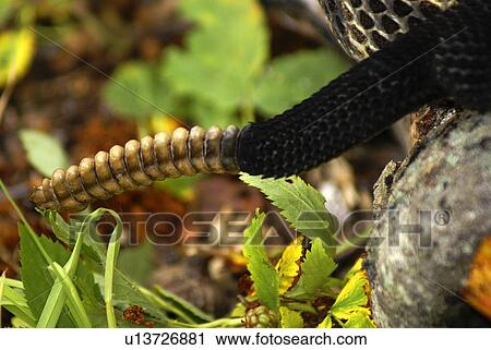nature timber rattler crotalus horridus evil eve View Large Photo Image Stock Image - nature timber rattler crotalus horridus evil eve. Fotosearch