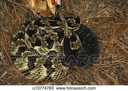 nature timber rattler crotalus horridus evil eve View Large Photo Image Stock Image -  nature timber rattler crotalus horridus evil eve. Fotosearch