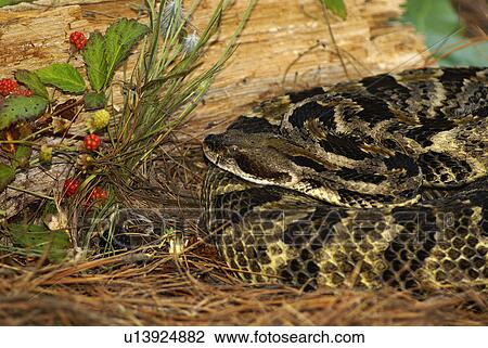 nature timber rattler crotalus horridus evil eve View Large Photo Image Stock Image - nature timber rattler crotalus horridus evil eve. Fotosearch