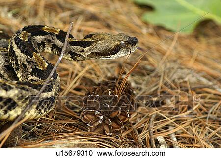 nature timber rattler crotalus horridus evil eve View Large Photo Image Stock Image - nature timber rattler crotalus horridus evil eve. Fotosearch