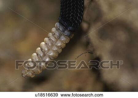 nature timber rattler crotalus horridus evil eve View Large Photo Image Stock Photo - nature timber rattler crotalus horridus evil eve. Fotosearch