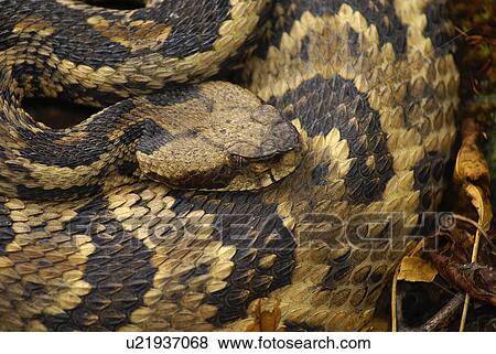Stock Photo -  nature timber rattler crotalus horridus evil eve. Fotosearch