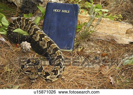 Stock Photograph -  nature timber rattler crotalus horridus evil eve. Fotosearch
