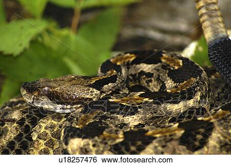 nature timber rattler crotalus horridus evil eve View Large Photo Image Stock Photograph - nature timber rattler crotalus horridus evil eve. Fotosearch