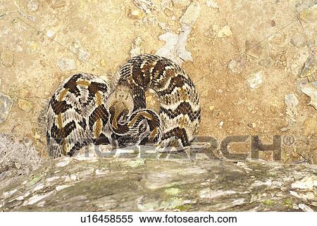 Stock Photography -  nature timber rattler crotalus horridus evil eve. Fotosearch