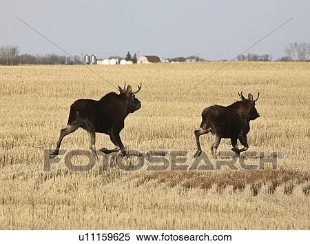 nature two male moose running through stubble View Large Photo Image Stock Photography - nature two male moose running through stubble . Fotosearch