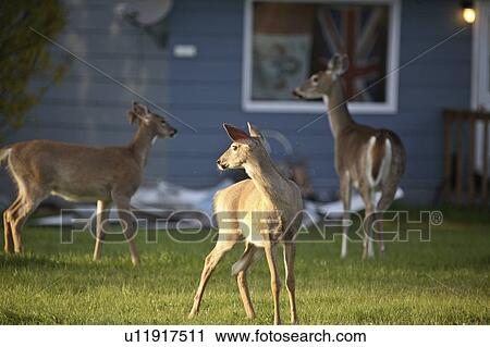 nature white tailed deer sled lake community View Large Photo Image Stock Image - nature white tailed deer sled lake community. Fotosearch