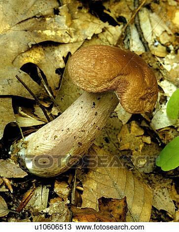 Stock Image -  nature wild mushrooms lilac brown bolete fungus. Fotosearch