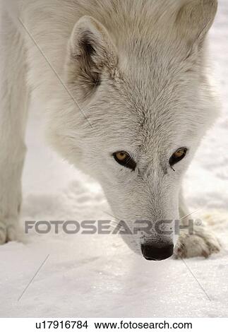 Picture -  nature winter arctic wolf in wolves snow wild. Fotosearch