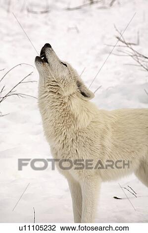 Stock Image -  nature winter arctic wolf in wolves snow wild. Fotosearch