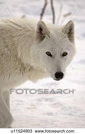 nature winter arctic wolf in wolves snow wild View Large Photo Image Stock Image - nature winter arctic wolf in wolves snow wild. Fotosearch
