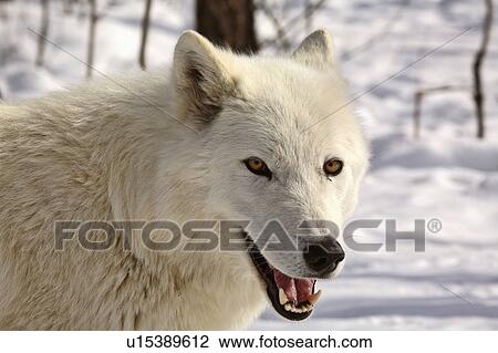 nature winter arctic wolf in wolves snow wild View Large Photo Image Stock Image - nature winter arctic wolf in wolves snow wild. Fotosearch
