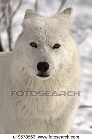nature winter arctic wolf in wolves snow wild View Large Photo Image Stock Image - nature winter arctic wolf in wolves snow wild. Fotosearch