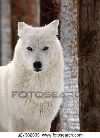 Stock Image -  nature winter arctic wolf in wolves snow wild. Fotosearch