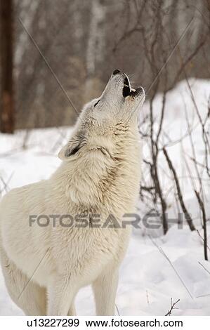 Stock Photo -  nature winter arctic wolf in wolves snow wild. Fotosearch