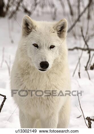 nature winter arctic wolf in wolves snow wild View Large Photo Image Stock Photo - nature winter arctic wolf in wolves snow wild. Fotosearch