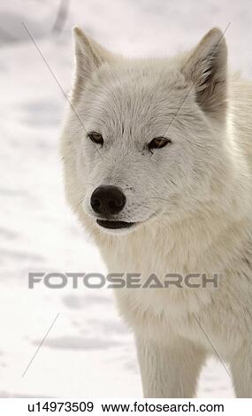 nature winter arctic wolf in wolves snow wild View Large Photo Image Stock Photo - nature winter arctic wolf in wolves snow wild. Fotosearch