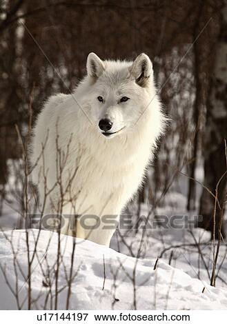 Stock Photo -  nature winter arctic wolf in wolves snow wild. Fotosearch