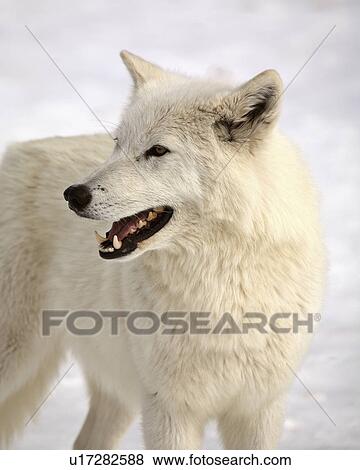 nature winter arctic wolf in wolves snow wild View Large Photo Image Stock Photo - nature winter arctic wolf in wolves snow wild. Fotosearch
