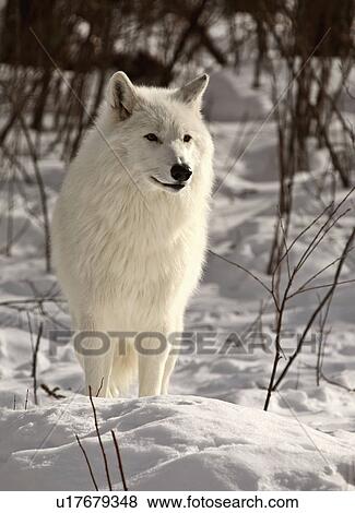 Stock Photo -  nature winter arctic wolf in wolves snow wild. Fotosearch