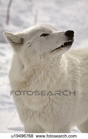 Stock Photo -  nature winter arctic wolf in wolves snow wild. Fotosearch