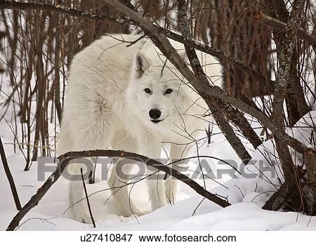 Stock Photo -  nature winter arctic wolf in wolves snow wild. Fotosearch