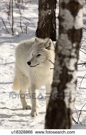 Stock Photograph -  nature winter arctic wolf in wolves snow wild. Fotosearch