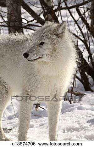 Stock Photograph -  nature winter arctic wolf in wolves snow wild. Fotosearch