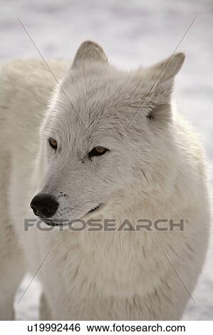Stock Photograph -  nature winter arctic wolf in wolves snow wild. Fotosearch