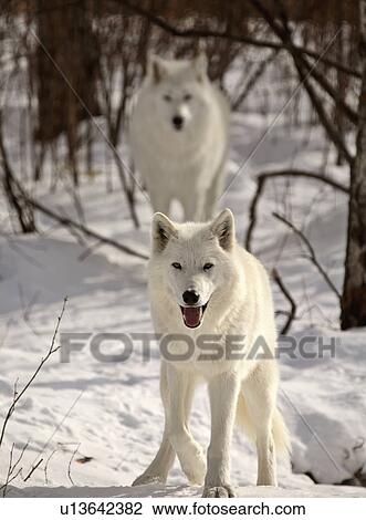 Stock Image -  nature winter arctic wolves in snow wild animal. Fotosearch