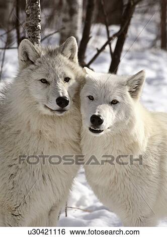 nature winter arctic wolves in snow wild animal View Large Photo Image Stock Photograph - nature winter arctic wolves in snow wild animal. Fotosearch