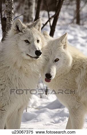 Stock Photography -  nature winter arctic wolves in snow wild animal. Fotosearch