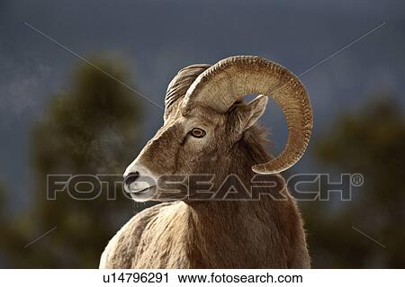 Stock Image -  nature winter bighorn sheep in rocky mountain. Fotosearch