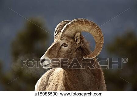 nature winter bighorn sheep in rocky mountain View Large Photo Image Stock Image - nature winter bighorn sheep in rocky mountain. Fotosearch