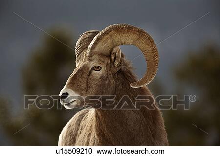 nature winter bighorn sheep in rocky mountain View Large Photo Image Stock Image - nature winter bighorn sheep in rocky mountain. Fotosearch