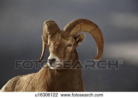 Stock Image -  nature winter bighorn sheep in rocky mountain. Fotosearch