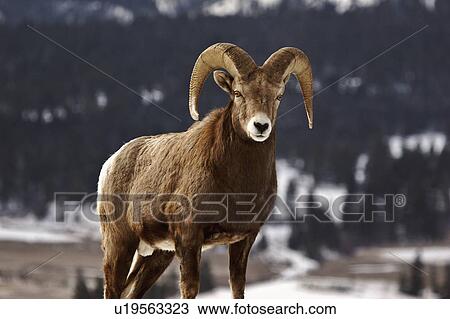 nature winter bighorn sheep in rocky mountain View Large Photo Image Stock Image - nature winter bighorn sheep in rocky mountain. Fotosearch