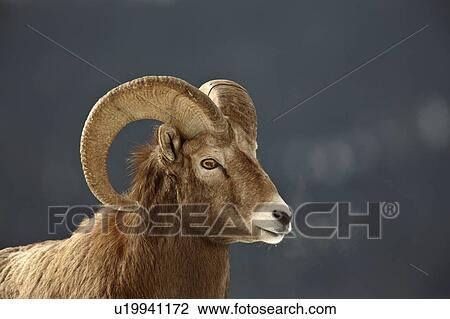 nature winter bighorn sheep in rocky mountain View Large Photo Image Stock Image - nature winter bighorn sheep in rocky mountain. Fotosearch