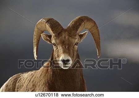 Stock Photo -  nature winter bighorn sheep in rocky mountain. Fotosearch