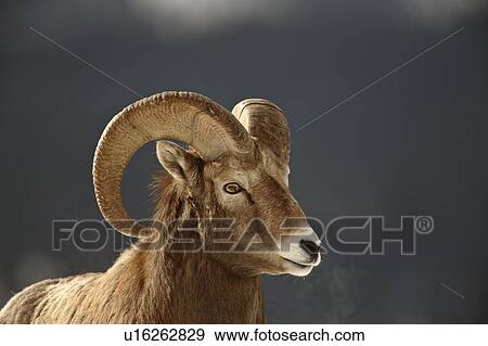Stock Photo -  nature winter bighorn sheep in rocky mountain. Fotosearch