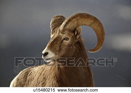 Stock Photography -  nature winter bighorn sheep in rocky mountain. Fotosearch