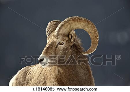 nature winter bighorn sheep in rocky mountain View Large Photo Image Stock Photography - nature winter bighorn sheep in rocky mountain. Fotosearch