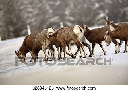 Stock Photography -  nature winter bighorn sheep in rocky mountain. Fotosearch