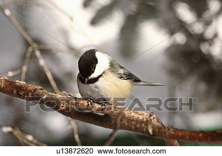 nature winter black capped chickadee perched View Large Photo Image Stock Image - nature winter black capped chickadee perched. Fotosearch